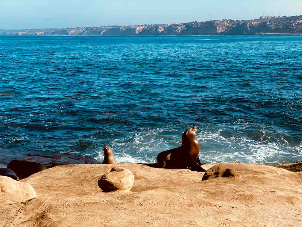 La Jolla sea lions
