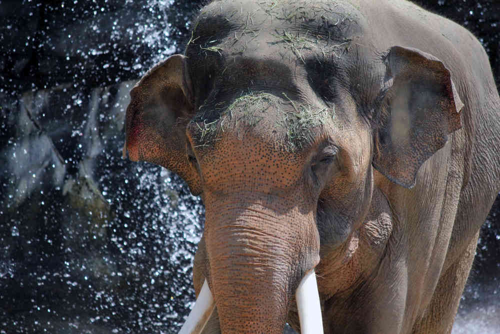 Elephant LA Zoo