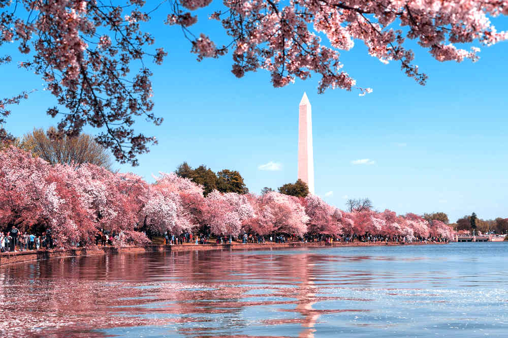 Read more about the article 25 Things to Do in Washington, DC with Kids