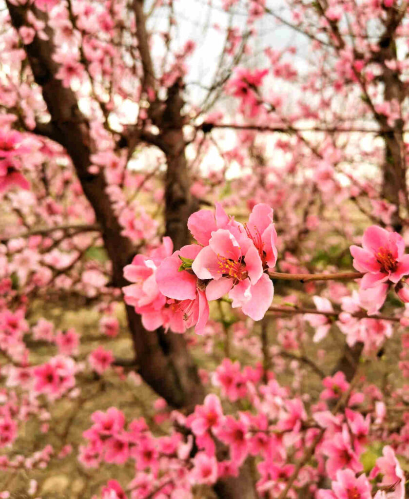 cherry-blossoms