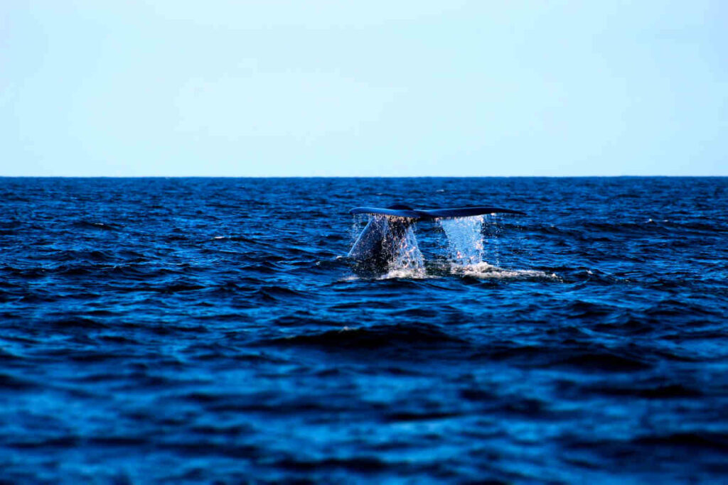 dana-point-whale-watch