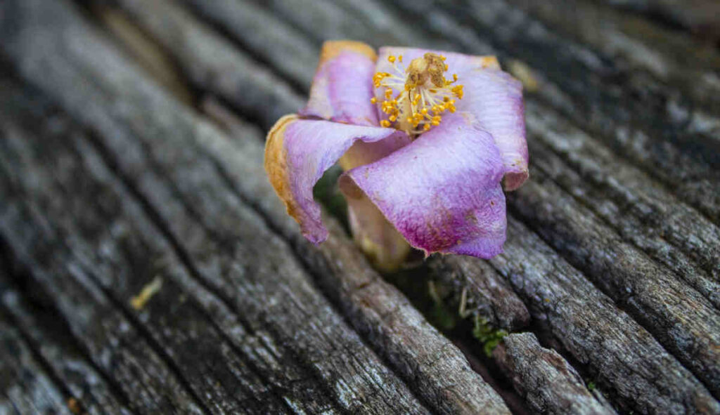 flower-berkeley-botanical