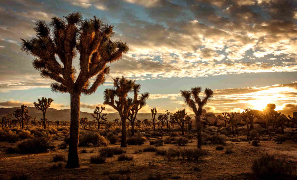 joshua-tree-national-park