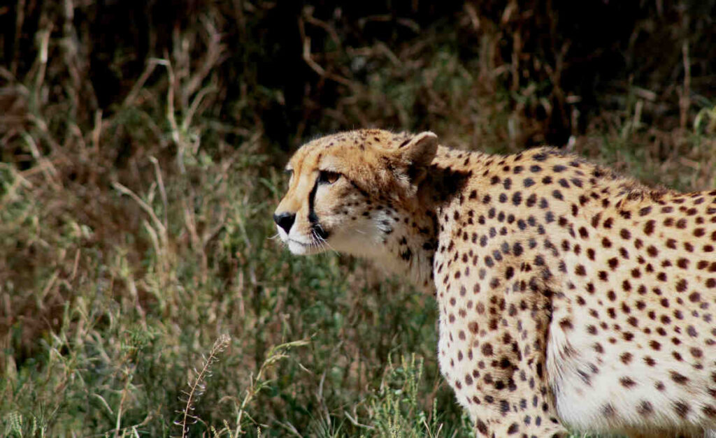 living-desert-zoo