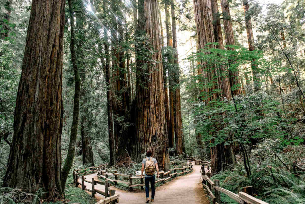 muir-woods