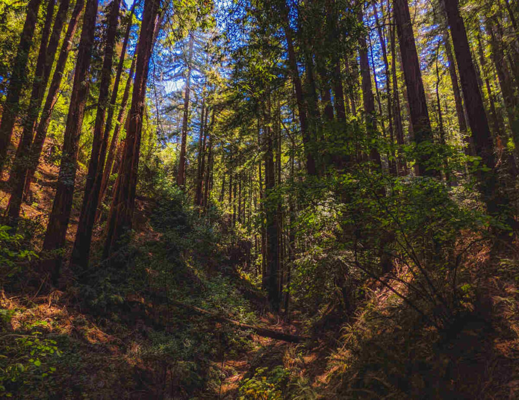 redwood-regional-park