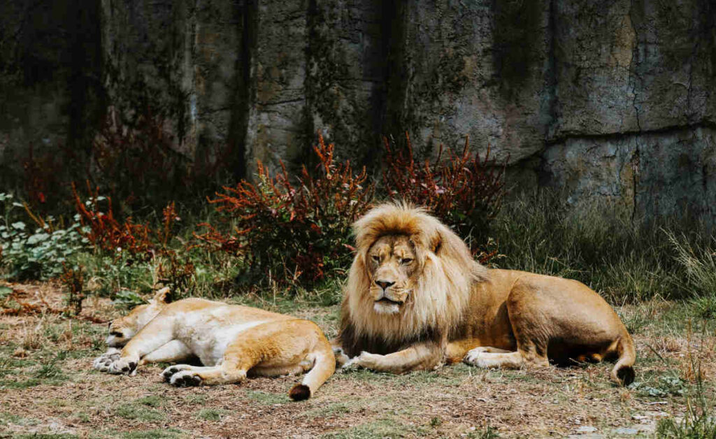 san-francisco-zoo