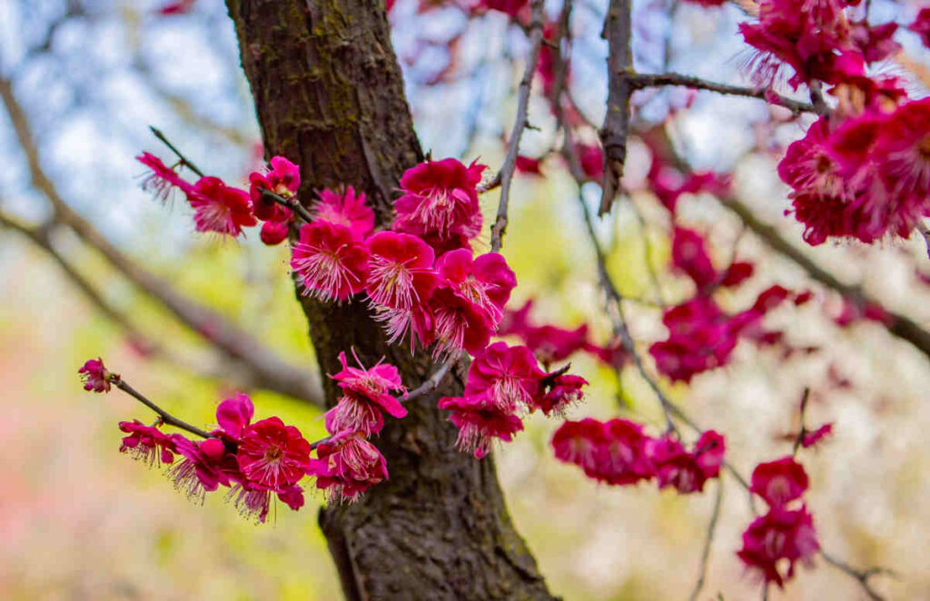 shinzen-friendship-garden