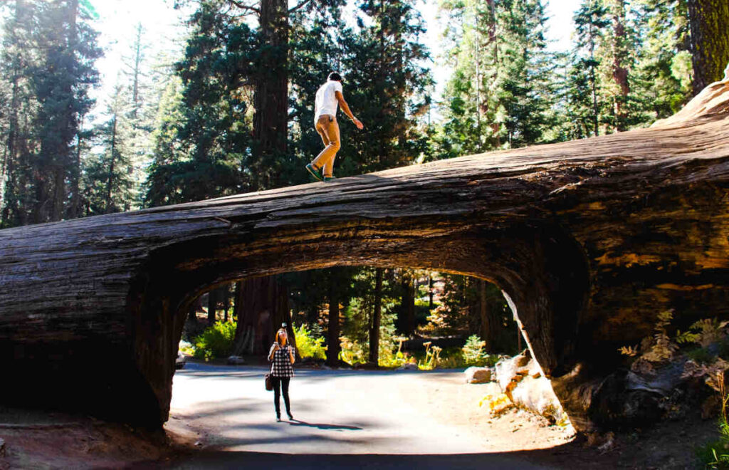 tunnel-log-sequoia