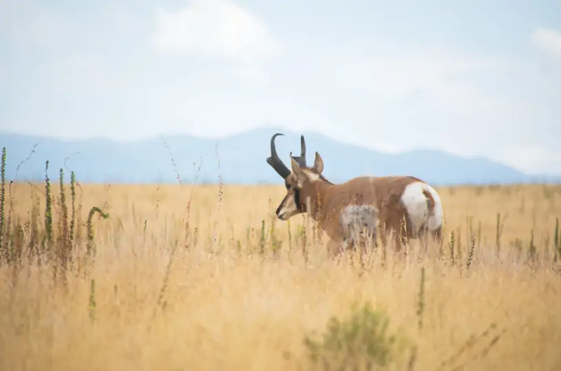 Antelope Island