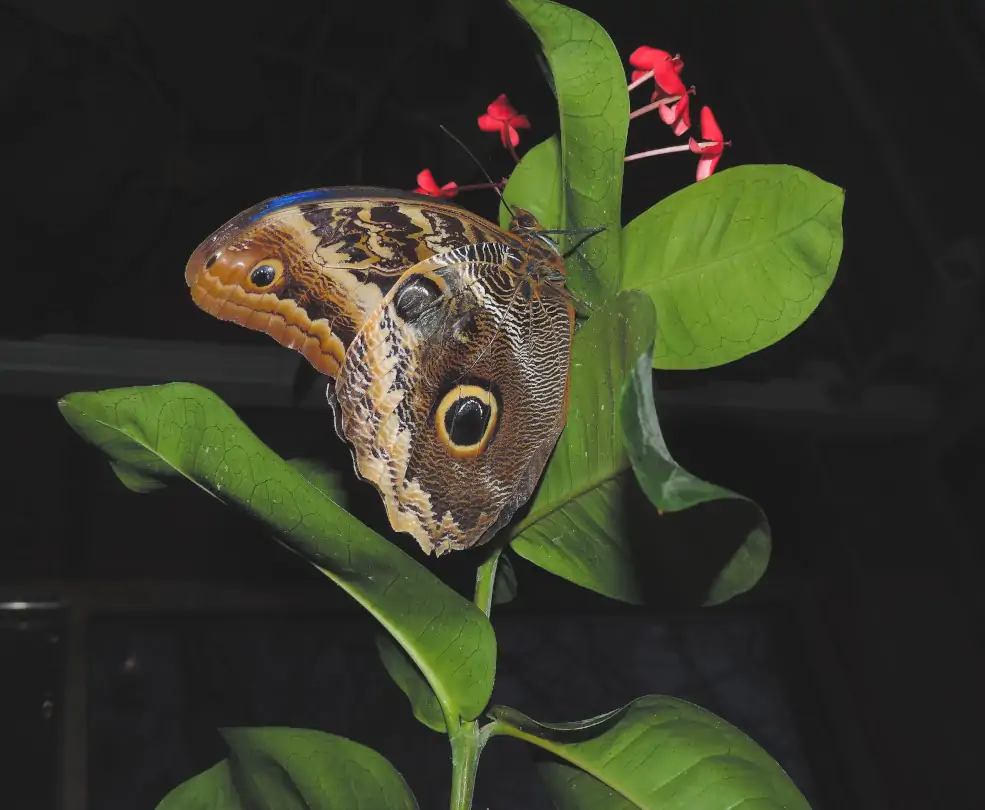 Butterfly Pavilion Colorado