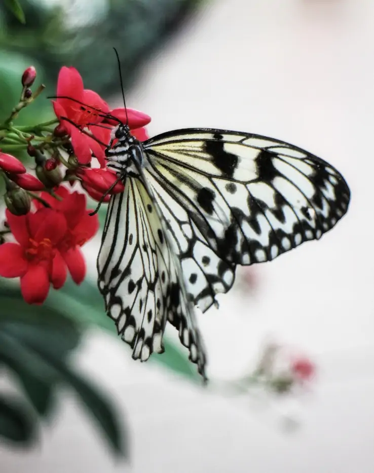 Butterfly Wonderland