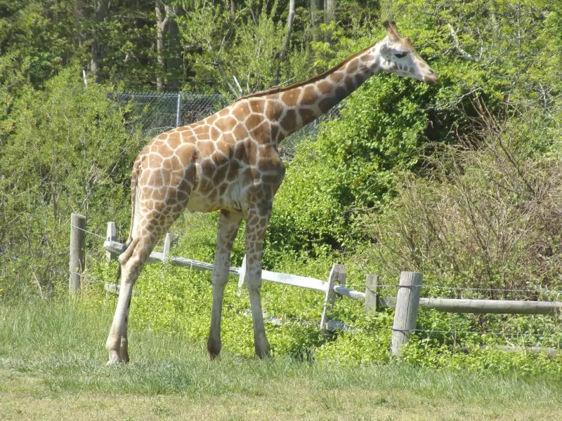 Cape May County Park and Zoo