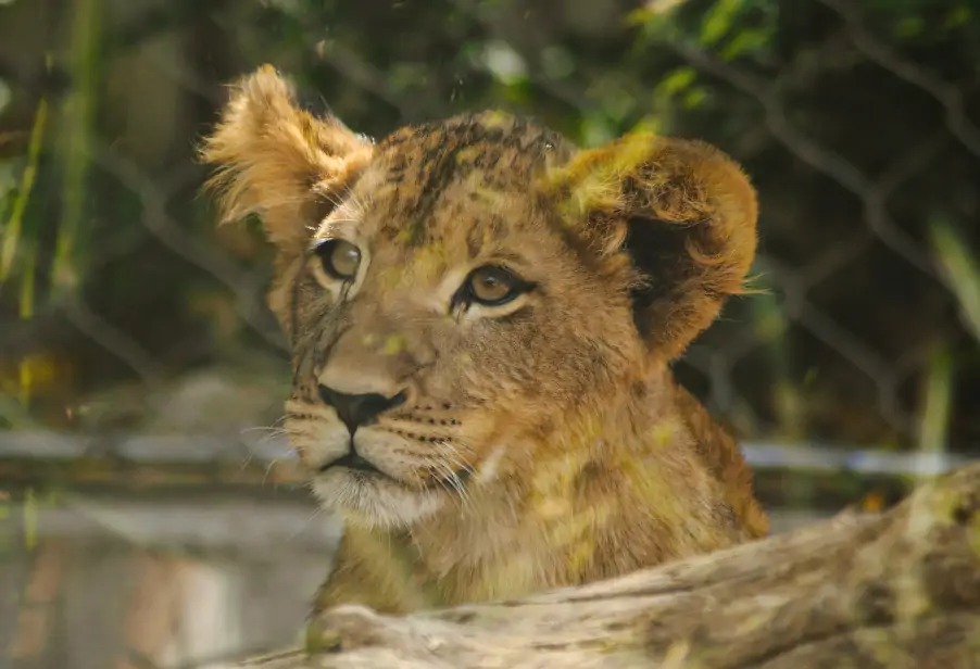 Denver Zoo Lion