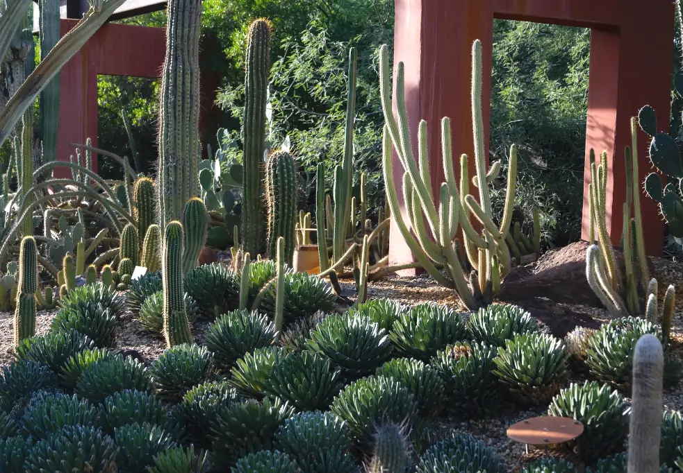 Desert Botanical Garden