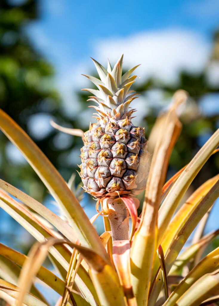 Dole Plantation