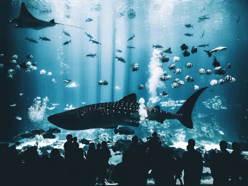 Georgia Aquarium