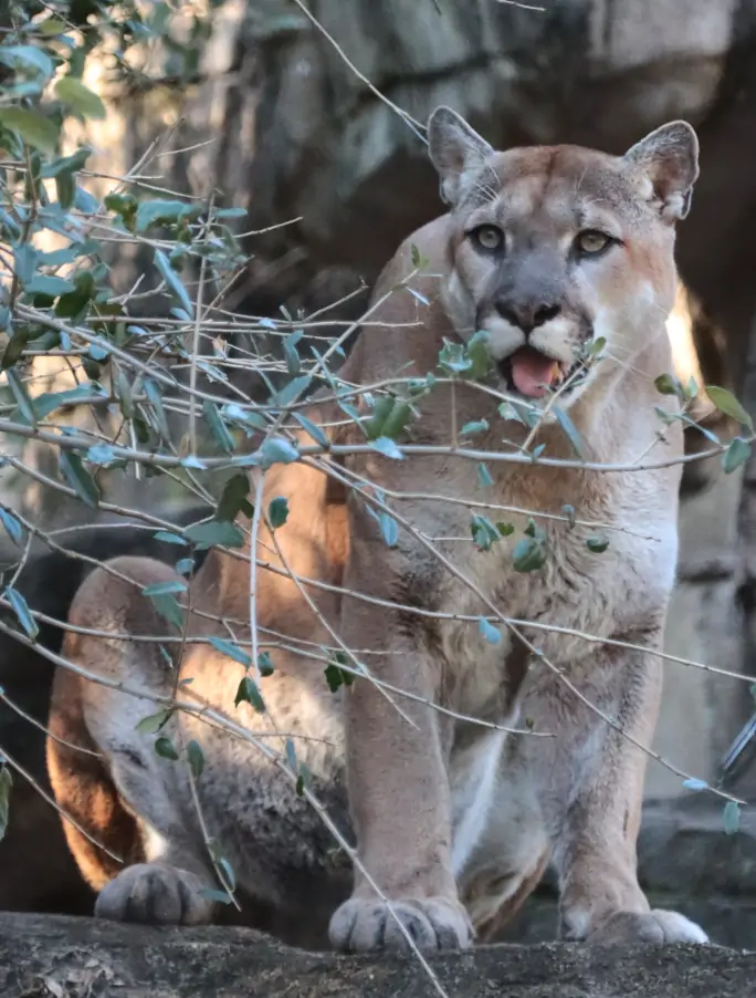 Houston Zoo Mountain Lion