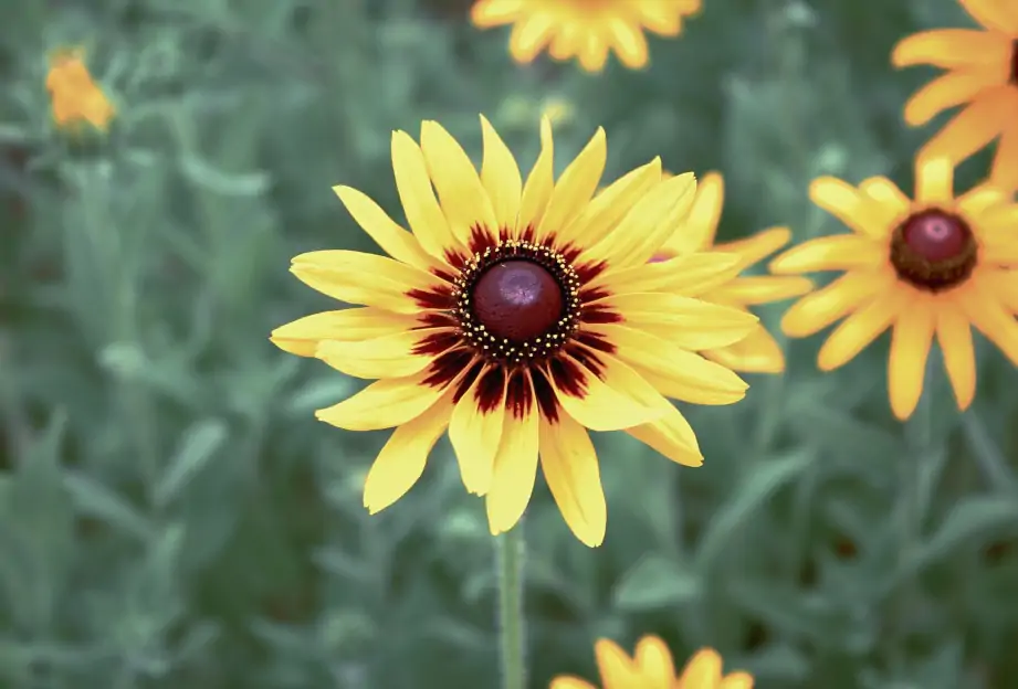 Lady Bird Johnson Wildflower