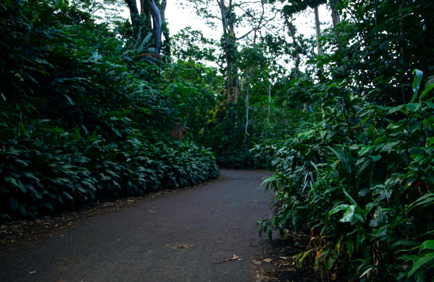 Manoa Falls Trail