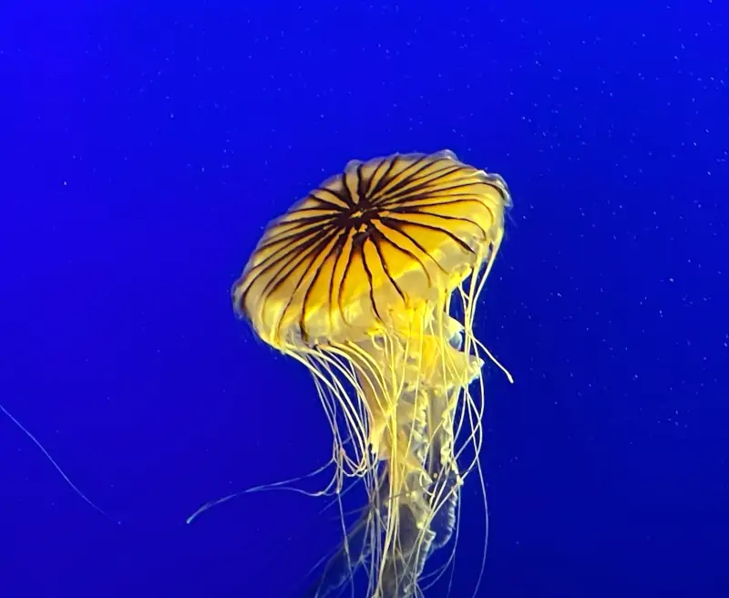 NY Aquarium