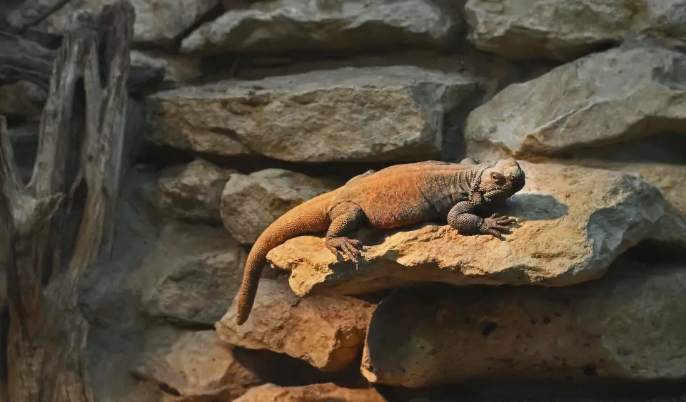 San Antonio Aquarium