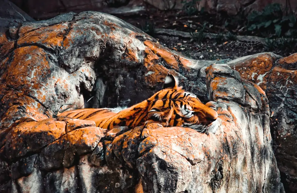 San Antonio Zoo