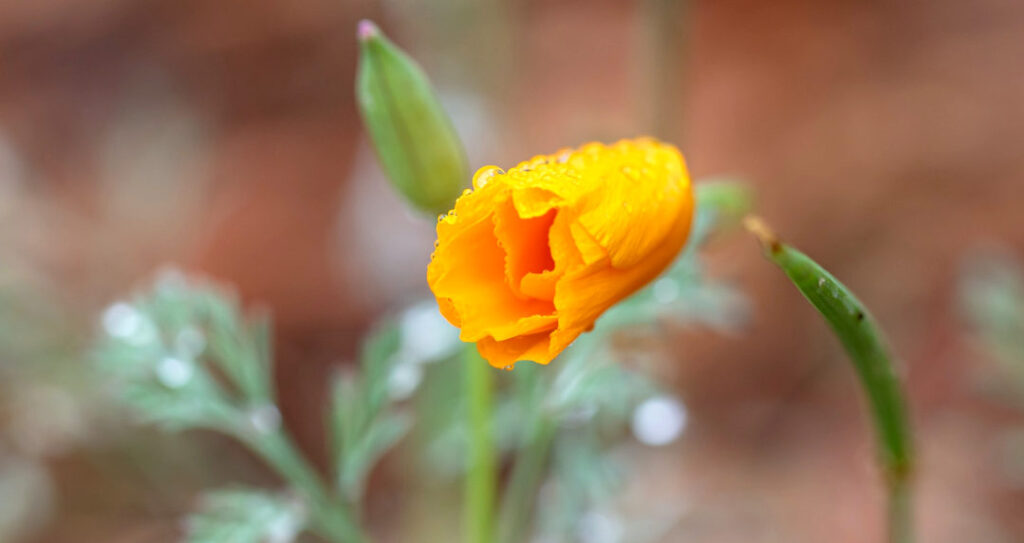 santa-barbara-botanic