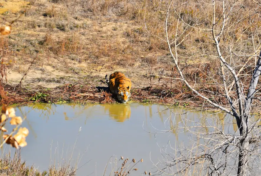 Wild Animal Sanctuary Colorado