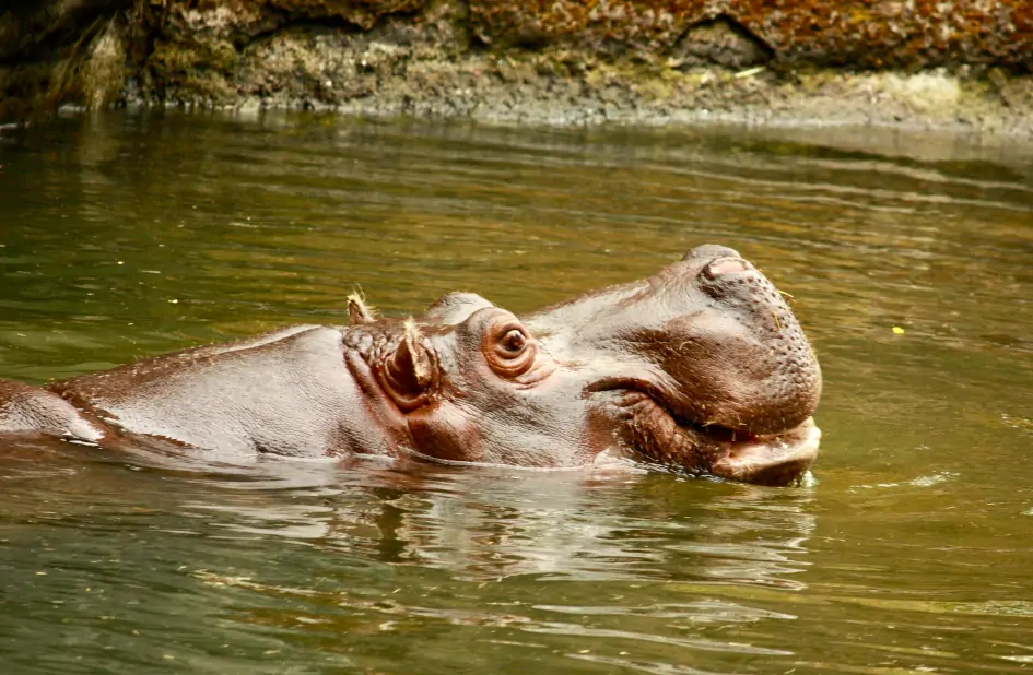 Woodland Park Zoo