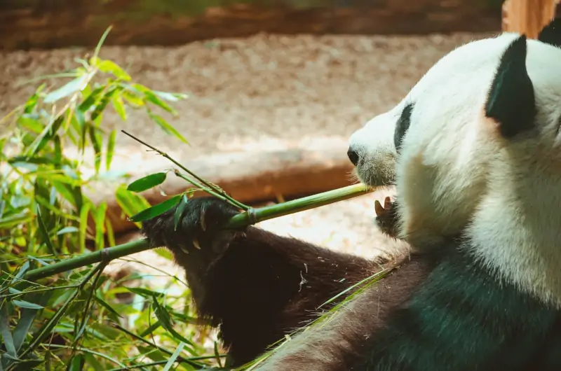 Zoo Atlanta