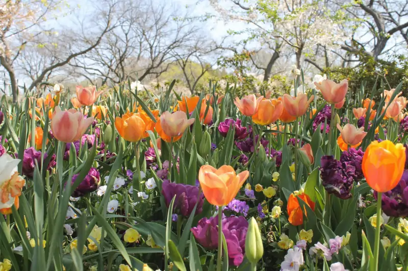 Dallas Arboretum