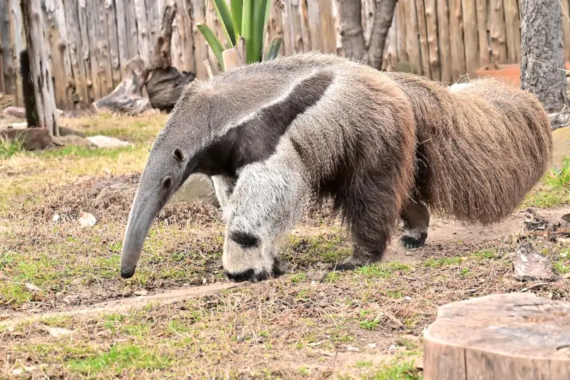 Dallas Zoo anteater