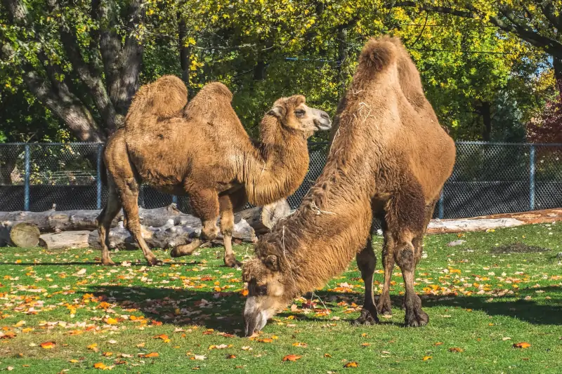 Detroit Zoo