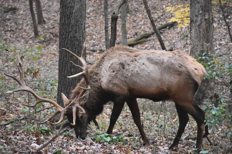 Lone Elk Park